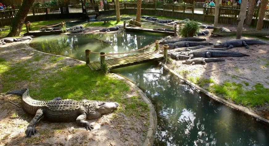 crocodile and wildlife observation platforms
