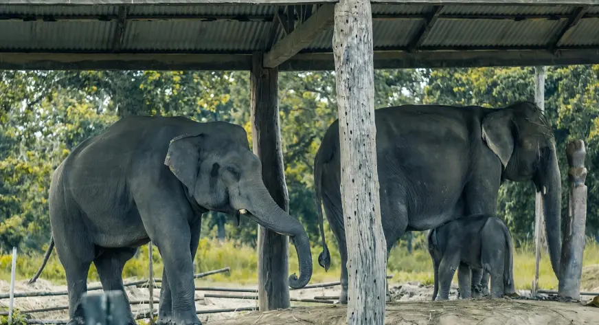 elephant breeding center visit